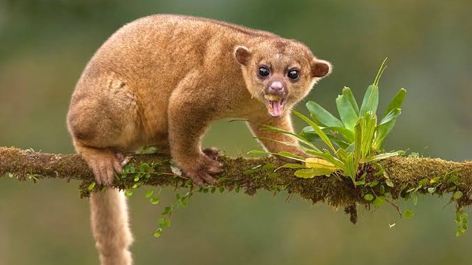 山で不思議な生き物と遭遇 めっちゃついてくるしやたら人馴れしているので救助して交番へ これは一体何 Togetter