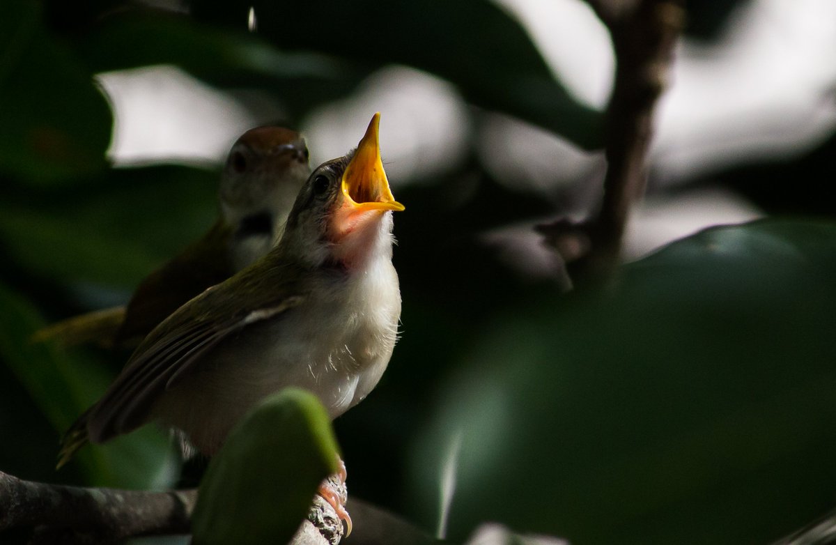 'Mom, i'm so hungry',
:
#ThePhotoHour #wildlifephotography  #TwitterIndia #photography #nature #IndiAves #earthcapture #birds
@ThePhotoHour #indianbirds
@ParveenKaswan
@WildlifeofDay
@deespeak
@NatGeo
@NatGeoIndia
@BBCEarth
@WorldofWilds
@KatanaHugo
@ErikSolheim
@IndiAves