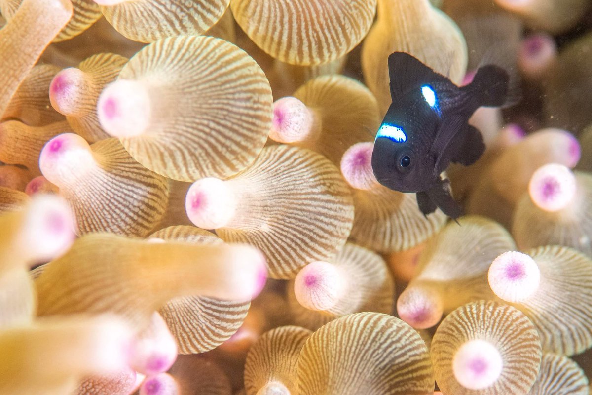 Ban Chan على تويتر 大瀬崎の秋を感じます ヒレネジバンバン出没して 湾内右側も復活してます あとは カミソリとかフウライが流れてくれば秋完成です ミツボシ君がそう呟いてくれました 大瀬崎湾内 秋本番近し セルフダイビング 本日はカメラなし 8月末に