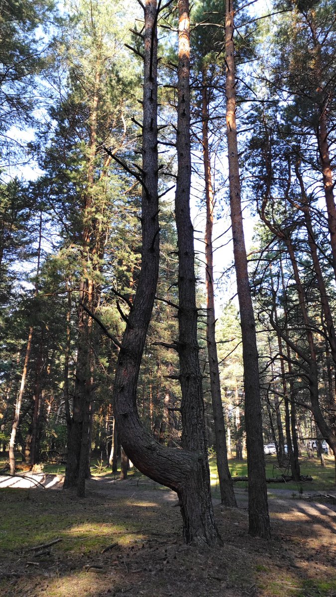 Я очень люблю леса Шатуры. Она необычная #моялюбимаяШатура у нас тут есть свой "танцующий лес"