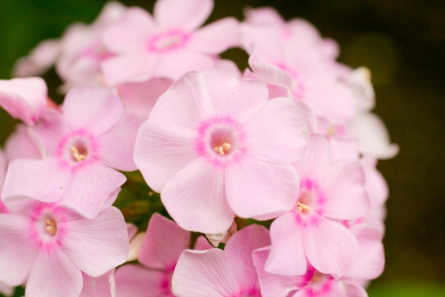 花葬儀 8月28日の誕生花 花魁草 名づけられた理由は この花の華やかな雰囲気が花魁のようだとか 花 の香りがおしろいに似ているなど様々あります 非常に丈夫な多年草で 夏の暑い盛りでもたっぷりと花を咲かせます Summer Perennial Phlox 草きょう