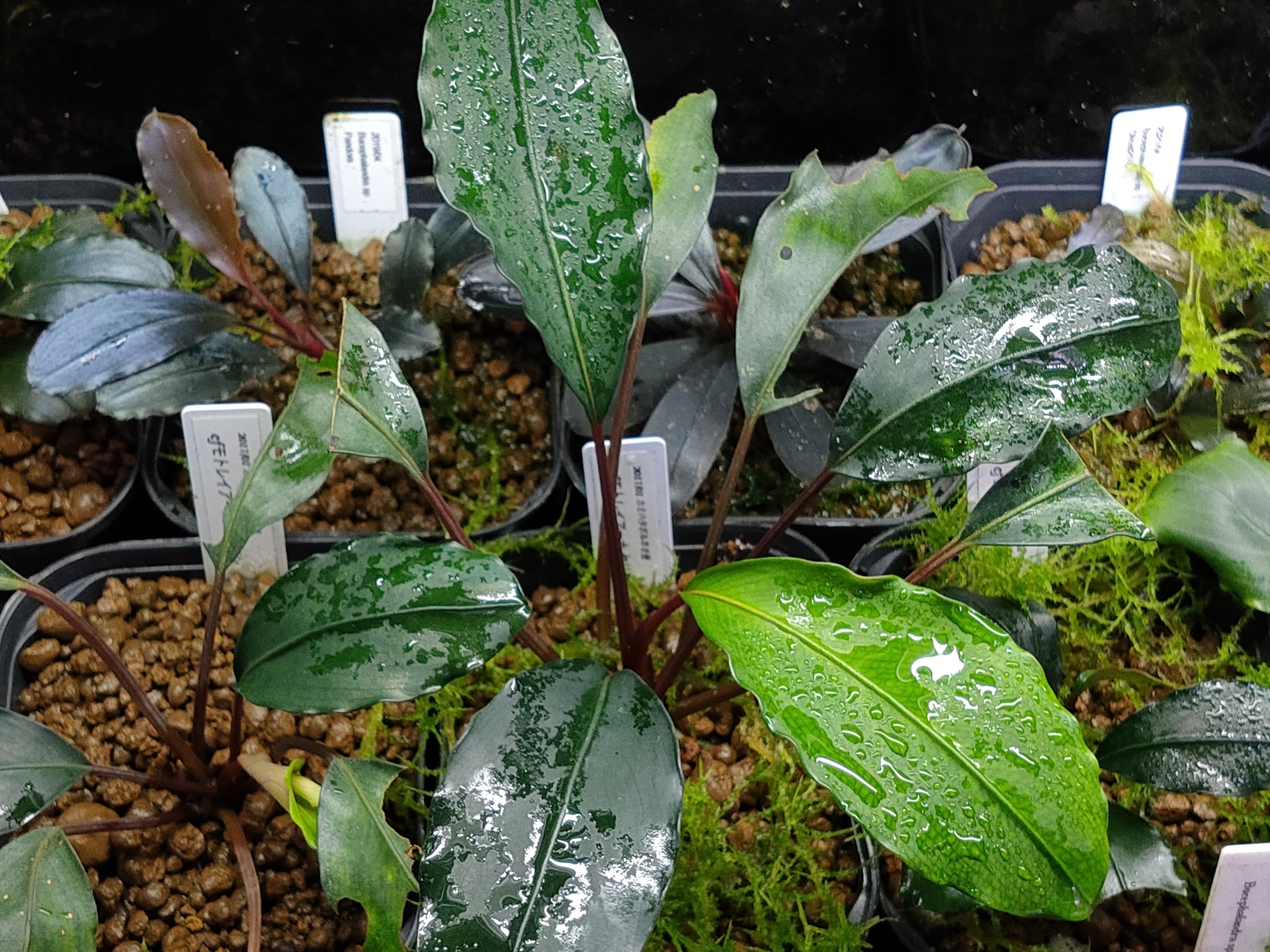 0418ブセファランドラ モトレイアーナPadawan2「名前はまだない。」