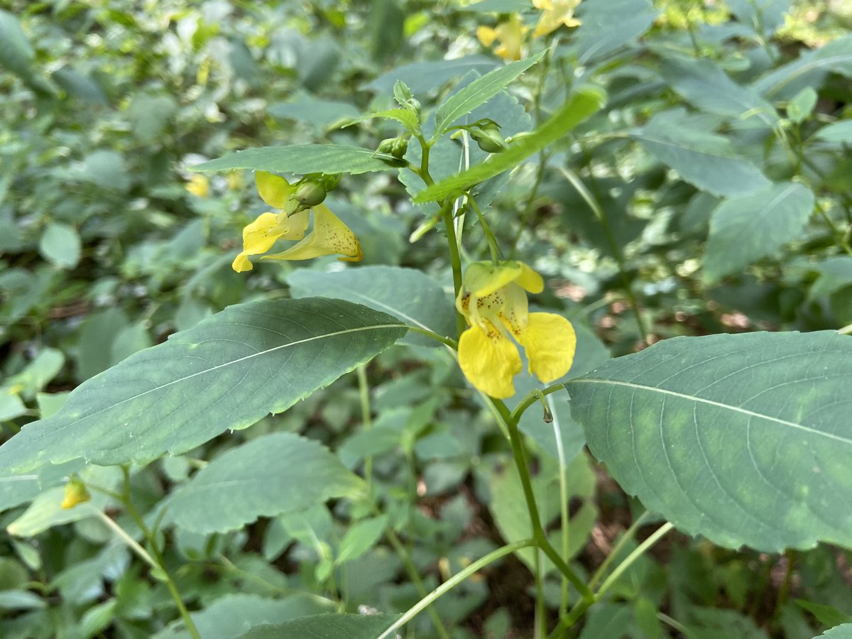RolliEcology's tweet image. Interesting! Here in Illinois, I feel like I see way more cleistogamous flowers than I saw in the East. It’s been hot here too &amp;amp; I did see some open Impatiens pallida while in the field today!