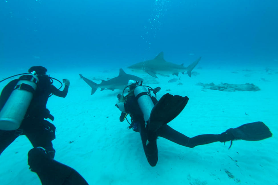 DeepMexico1's tweet image. Dive with the Bull Shark

Diving Season with bull sharks in Mexico is between December and March. Because  female bull sharks need warm water to give birth, they choose the Mexican Caribbean to do so.

Come and enjoy : deepmexico.com
Write us : info@deepmexico.com