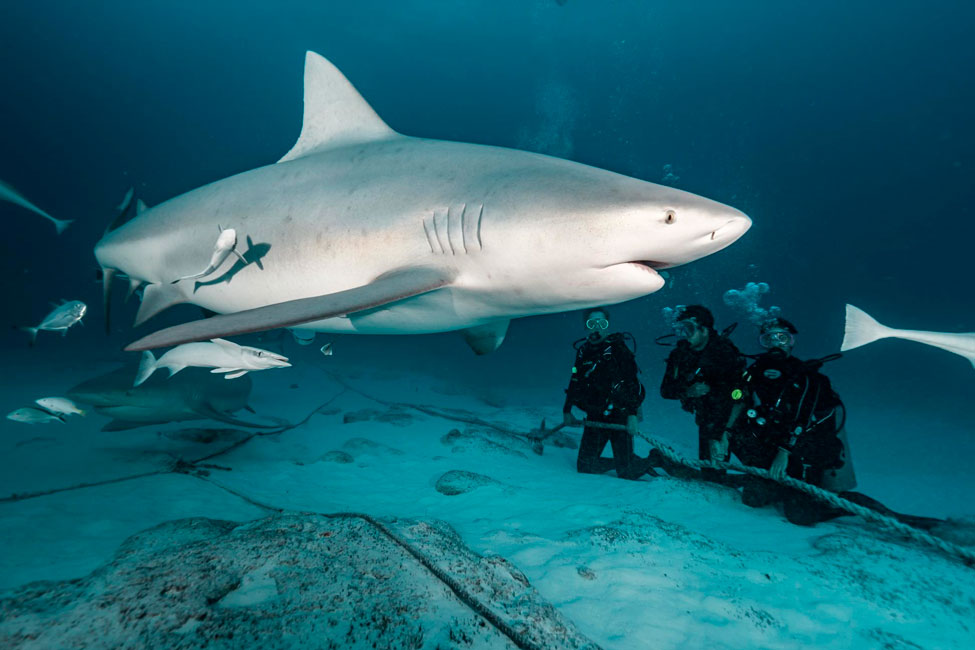 DeepMexico1's tweet image. Dive with the Bull Shark

Diving Season with bull sharks in Mexico is between December and March. Because  female bull sharks need warm water to give birth, they choose the Mexican Caribbean to do so.

Come and enjoy : deepmexico.com
Write us : info@deepmexico.com