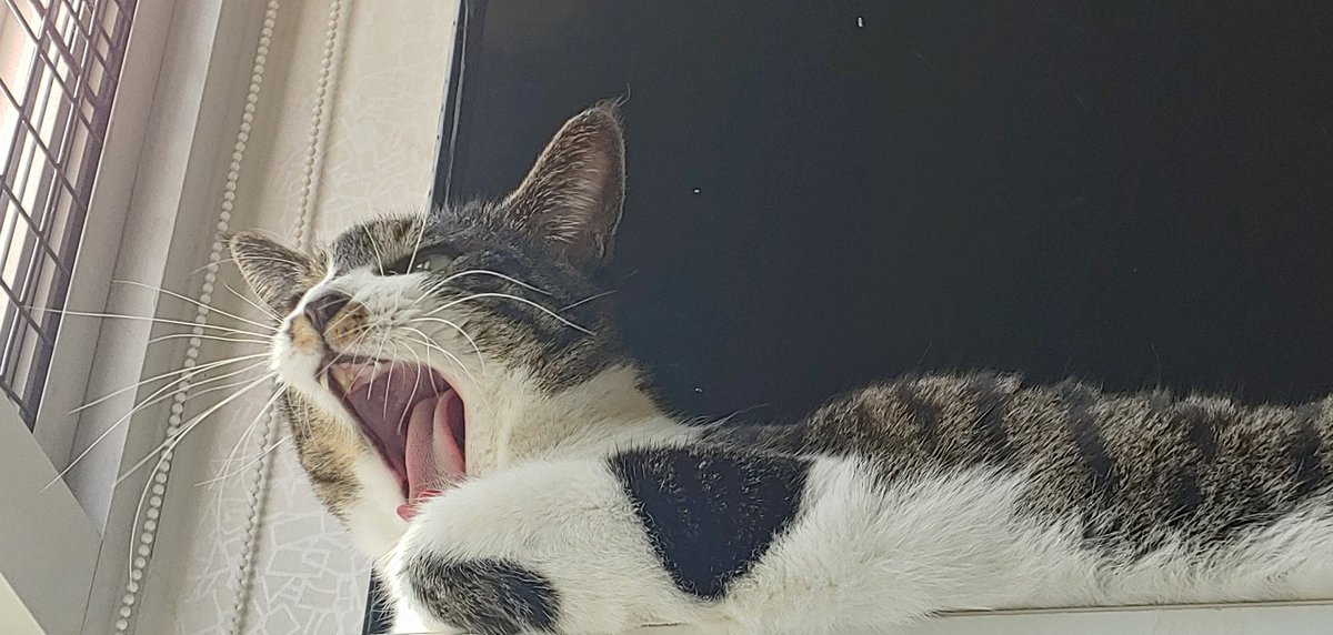 Daily_NyaOng's tweet photo. 너무 행복하다 https://t.co/dqksf6Rs9z