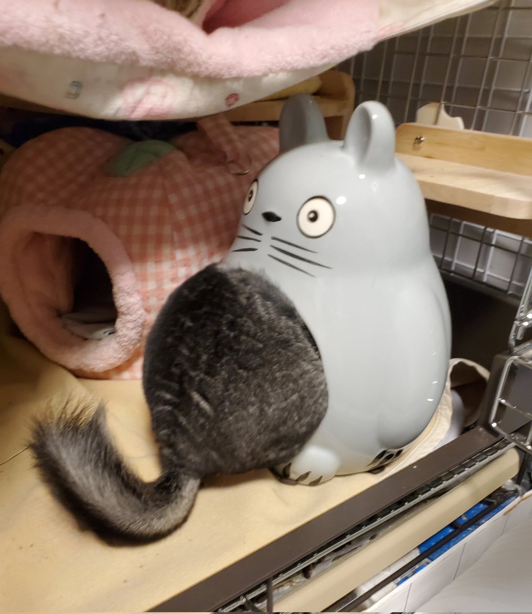 chocoponnex's tweet photo. トトロでも寝てみようとチャレンジしてみたものの、お隣りのリンゴ🍎の方がしっくりきたようです。
オヤスミナサイ( •ω•ฅ).。.:*♡
#チンチラ #putry @okayukeiko https://t.co/2z2LWkfMIr