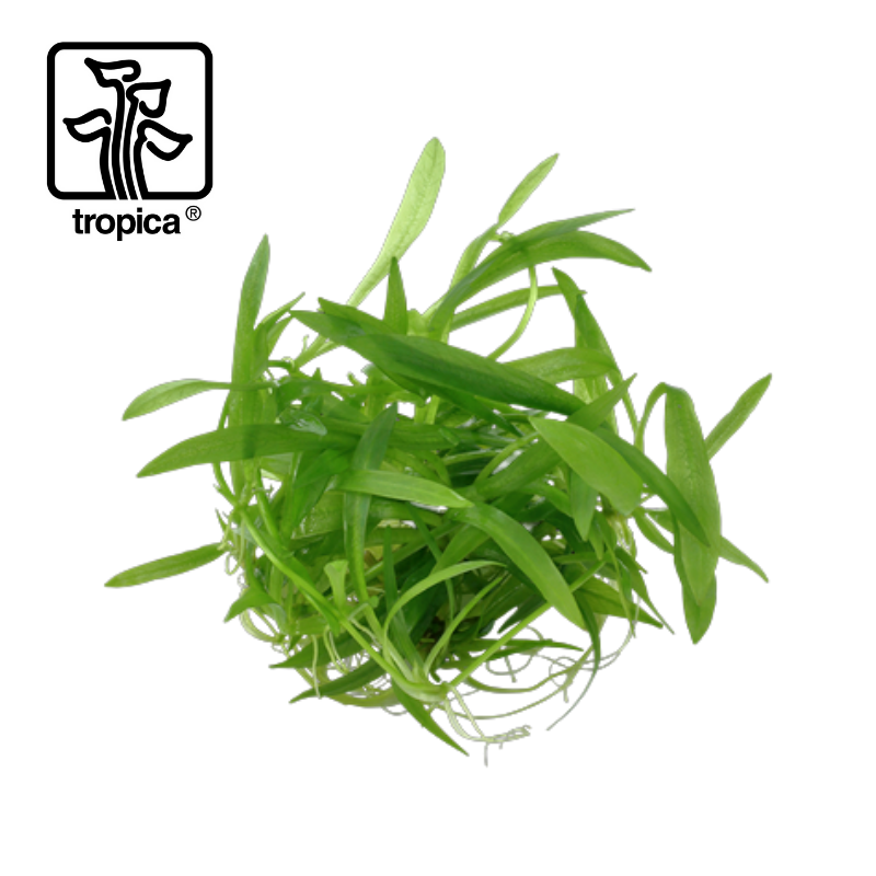Real Aquatics Ltd Tropica 1 2 Grow In Vitro Plants Freshness Guaranteed Tropica 1 2 Grow Plants Are Cultivated In A Sealed Cup In Vitro With A Liquid Growing Media In A Protected