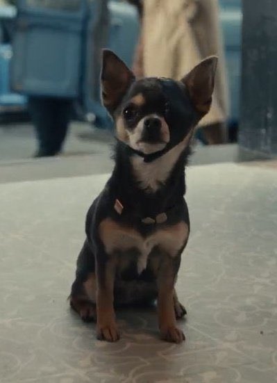 okDvrko's tweet photo. The true star of #Cruella 🥺 https://t.co/DqaBCJgqsl