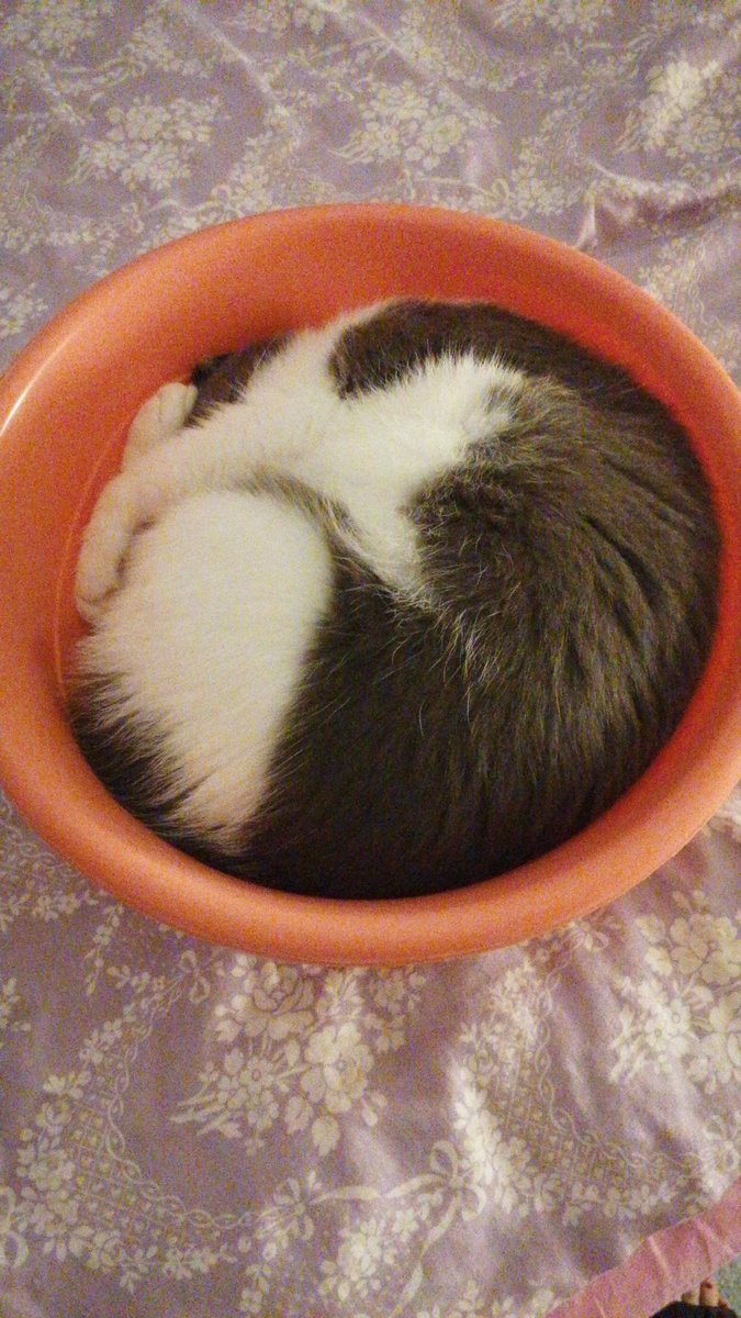 bm cupcake olmusum annim ole dio