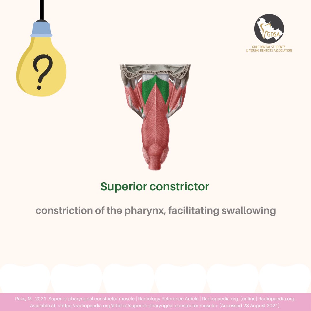 dent_GDSA's tweet photo. Question of the day answer ⁉️🦷
#dent_gdsa #dentistry #dentalstudents #dentistryworld #oralhealth #creativity #dentalhygienist #dental #dentalfloss #interdental #education https://t.co/KAj5wlo1cj