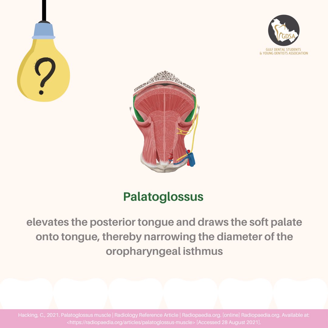 dent_GDSA's tweet photo. Question of the day answer ⁉️🦷
#dent_gdsa #dentistry #dentalstudents #dentistryworld #oralhealth #creativity #dentalhygienist #dental #dentalfloss #interdental #education https://t.co/KAj5wlo1cj