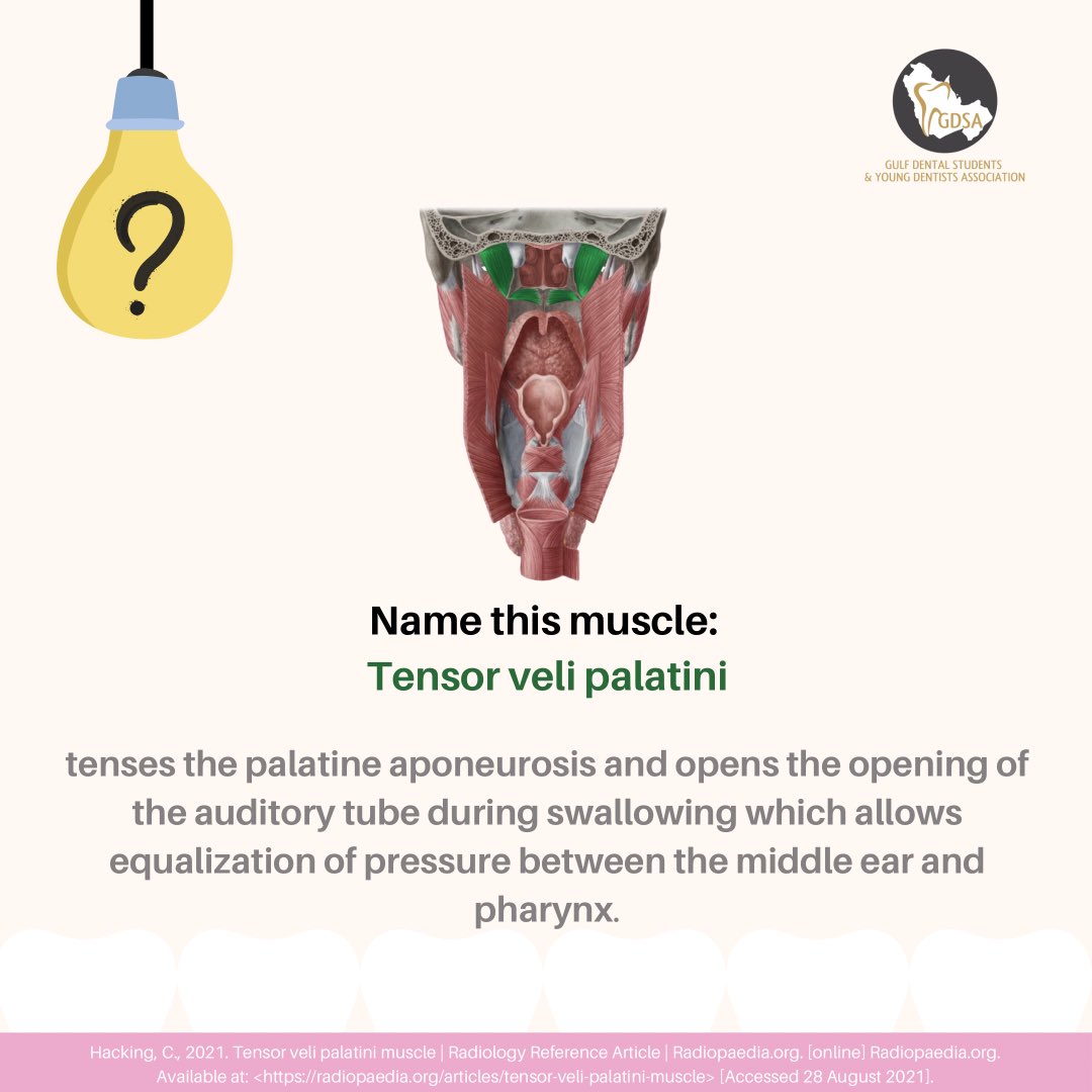 dent_GDSA's tweet photo. Question of the day answer ⁉️🦷
#dent_gdsa #dentistry #dentalstudents #dentistryworld #oralhealth #creativity #dentalhygienist #dental #dentalfloss #interdental #education https://t.co/KAj5wlo1cj