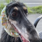 shinsanのツイート画像