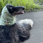 shinsanのツイート画像