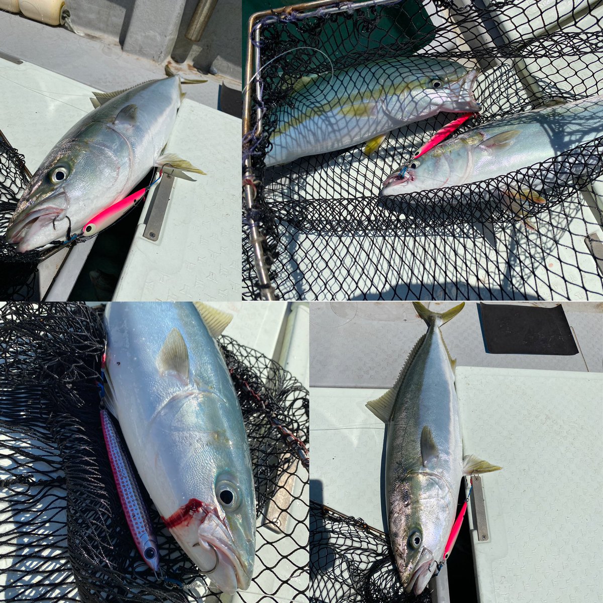 BungoroidG's tweet photo. 90cm8kgブリを頭にハマチ、ヤズと #PTG の #シャモEVOフォール 200g(ピンクウメイログロー)と #ラッパー 150g(ピンクパープルベリー)がいい仕事してくれました☆
嬉しいダブルヒットもあり☆ホントに楽しめた😊
#LAPPER #シャウト #shout #ジギング #オフショアジギング #青物 #ブリ #豊後水道 https://t.co/dnIpIcXhIP