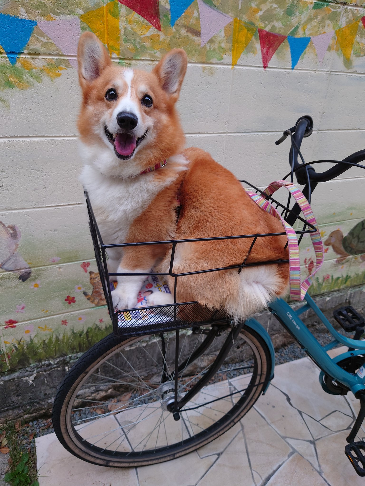 コーギー 自転車