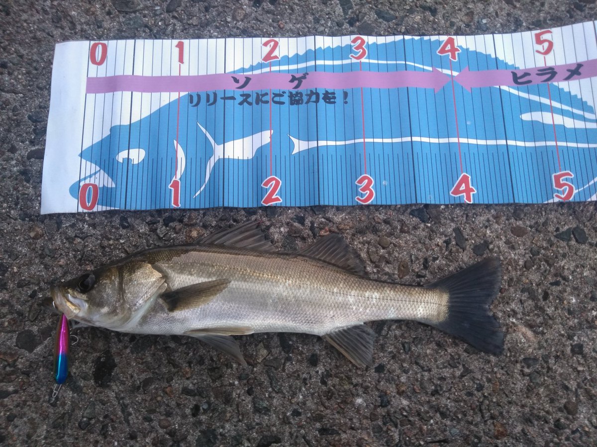 takki22angler's tweet photo. いやーもう何よりも青物バラしたのが……………
#シーバス
#FakieDog https://t.co/yGaRwX5s1e