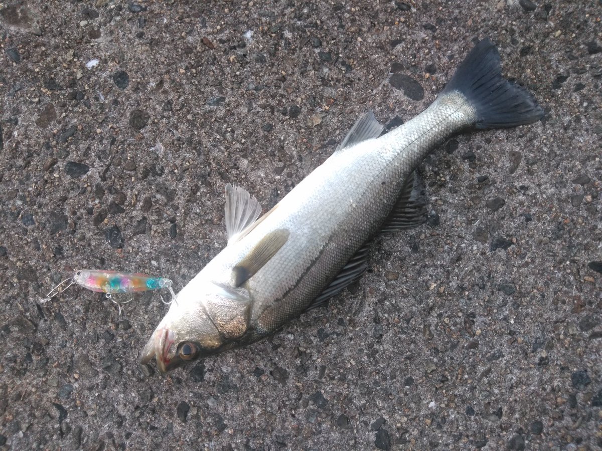takki22angler's tweet photo. いやーもう何よりも青物バラしたのが……………
#シーバス
#FakieDog https://t.co/yGaRwX5s1e