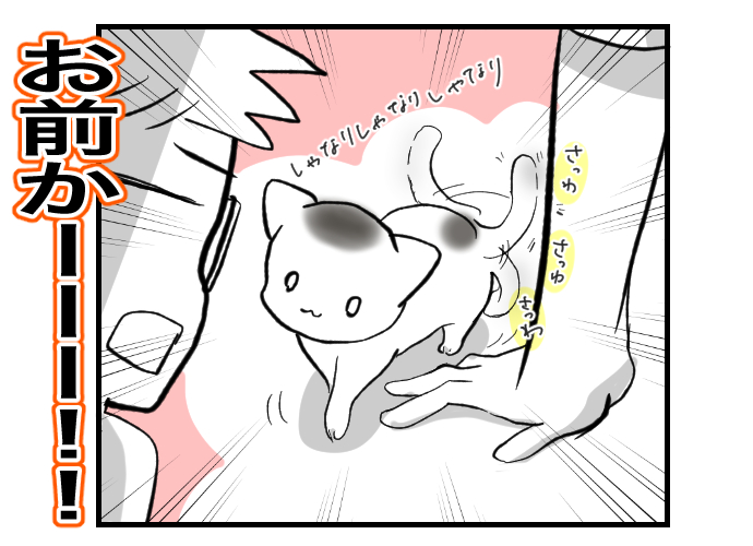 #ねこのまめもち
夏休み中にまめもちと仲良くなりたい猫山くん

沈黙のまめもち 