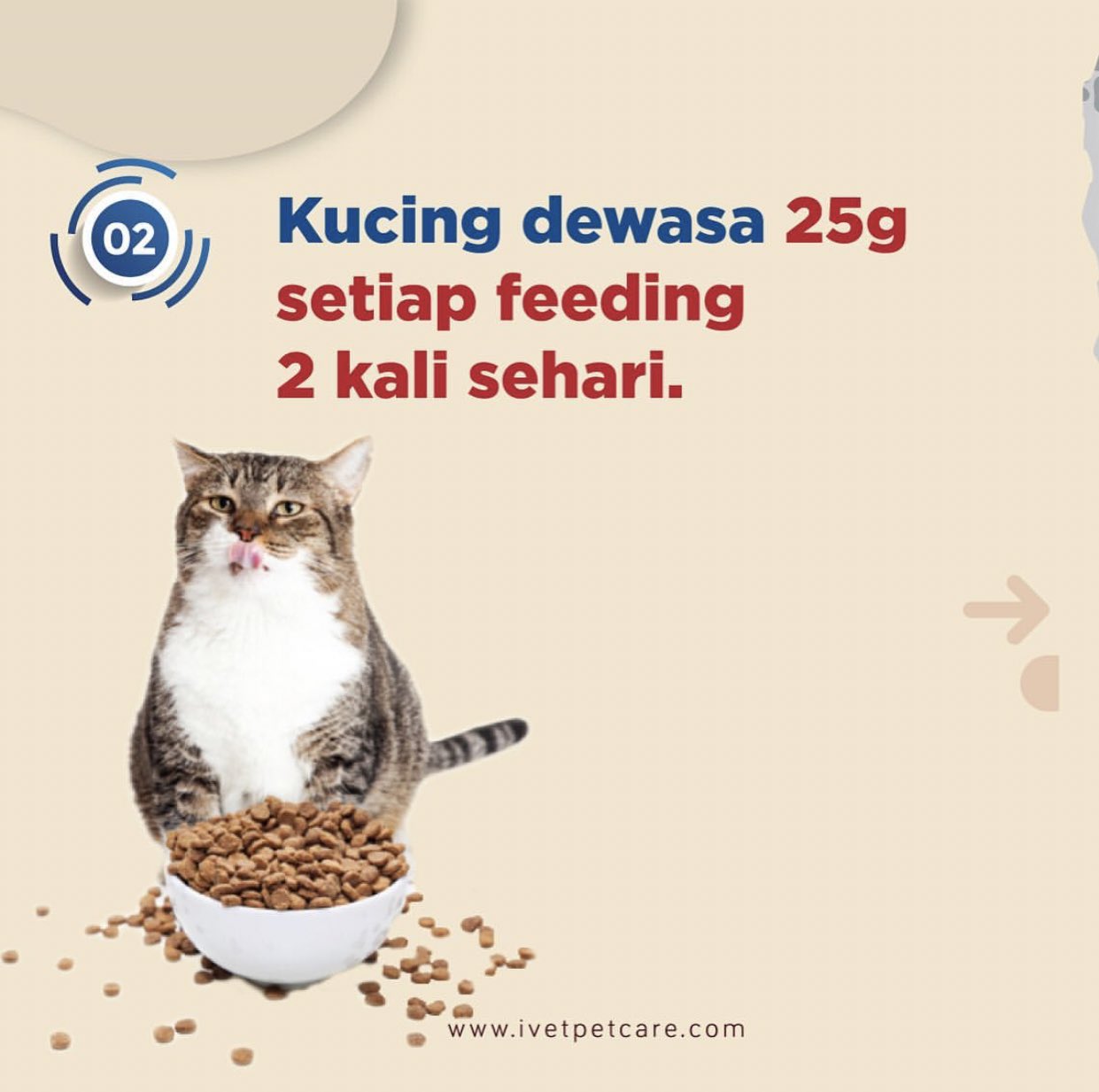 iVET PETCARE on Twitter "Untuk tertanya berapa kerap kucing kita