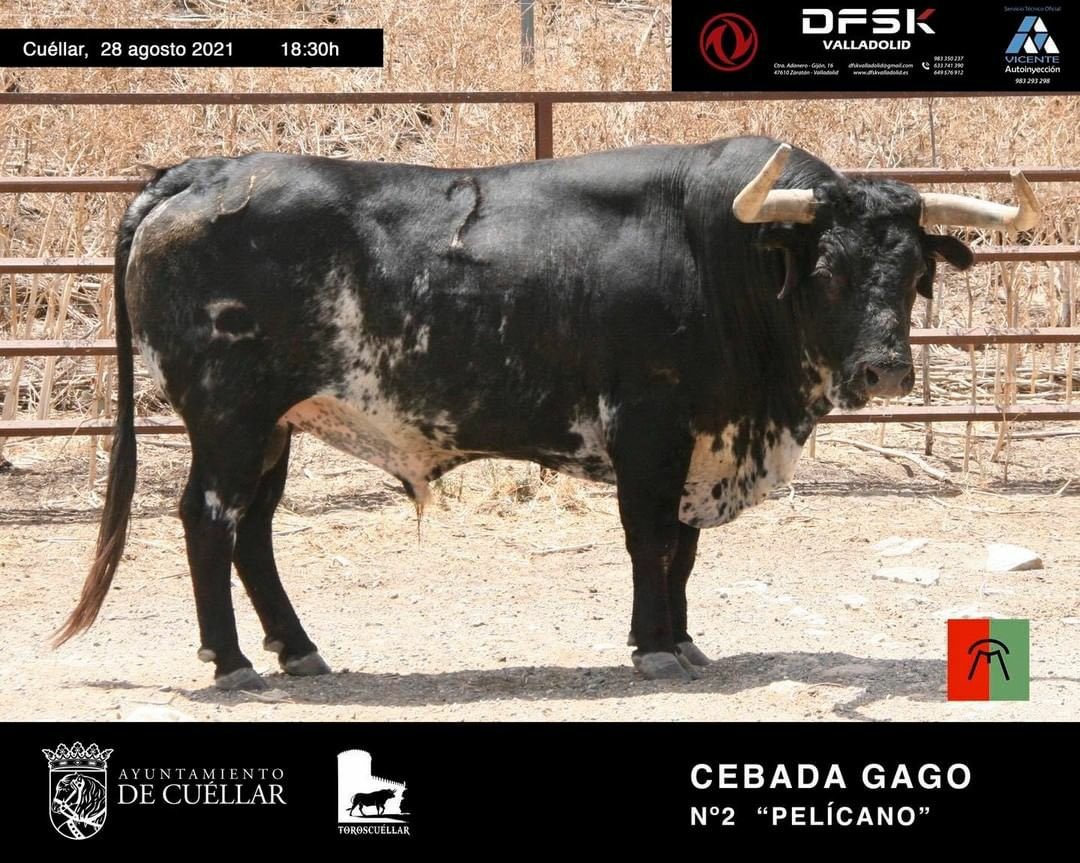 CUÉLLAR | Ya sorteados los toros de <a href="/HrosCebadaGago/">Hros. de Cebada Gago</a> para esta tarde. A <a href="/MiguelngelPach6/">Miguel Ángel Pacheco</a> le tocó en suerte:

3️⃣ Número 2 
6️⃣ Número 66

¡Suerte a todos! 🍀