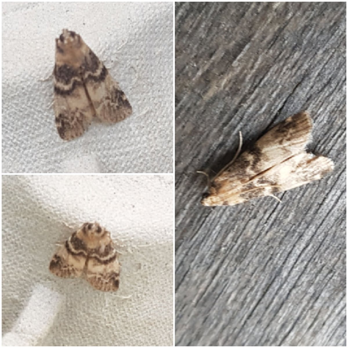 SarahClose1's tweet photo. @MothIDUK can you confirm 1.Euzophera pinguis (Ash bark knot horn!) 2. Agriphila geniculea seen last night in North Buckinghamshire https://t.co/ECEBnKKnm7