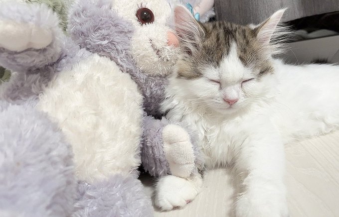 猫メロメロ芸人のtwitterイラスト検索結果