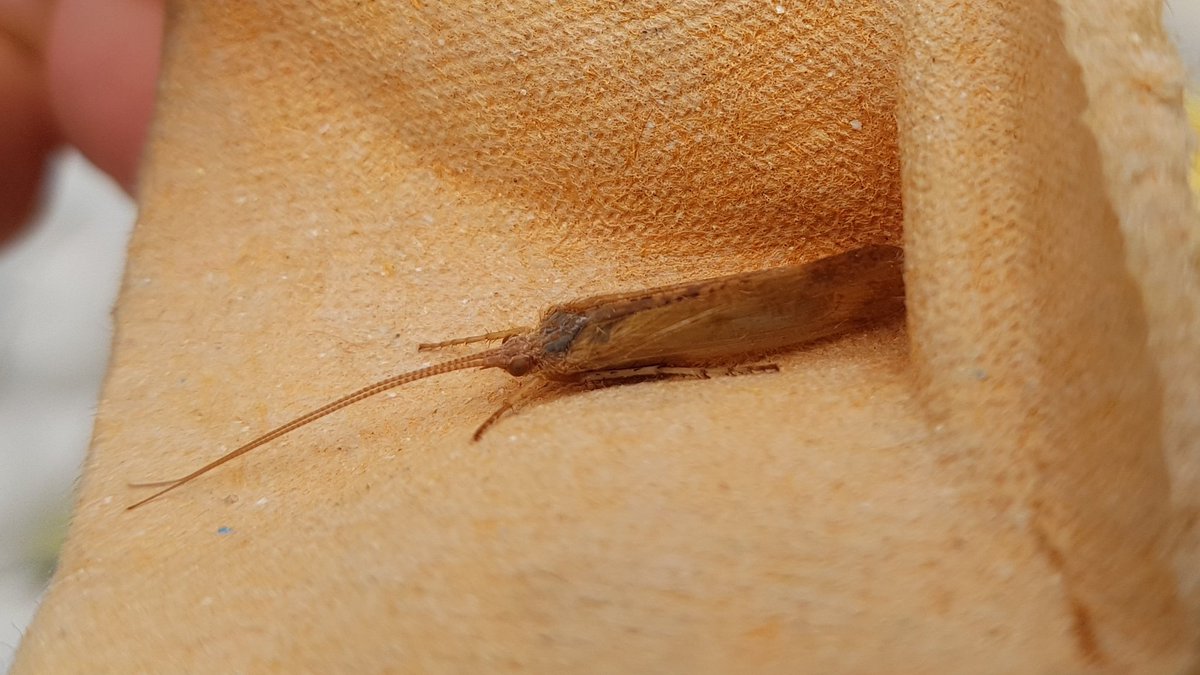 SarahClose1's tweet photo. @MothIDUK Can you help I'd these 4 please - seen last night in North Buckinghamshire https://t.co/9JuSerKt6R
