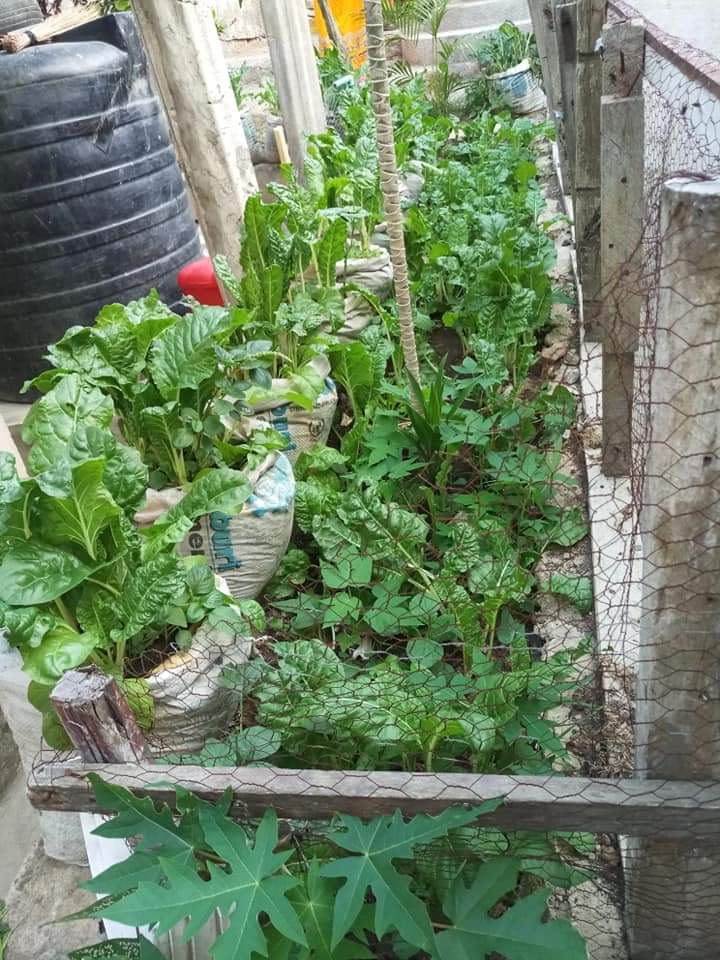 Promoting urban food security and economic empowerment for vulnerable mothers in urban slums. While at it, greening and cleaning the urban environment. 
@SLUUrbanFutures @FoodSystems @annie_nyagah @PeterMunya @StateHouseKenya @AU_WGDD @oxfaminKE @CocaCola @UAFAfrica @kilimoKE