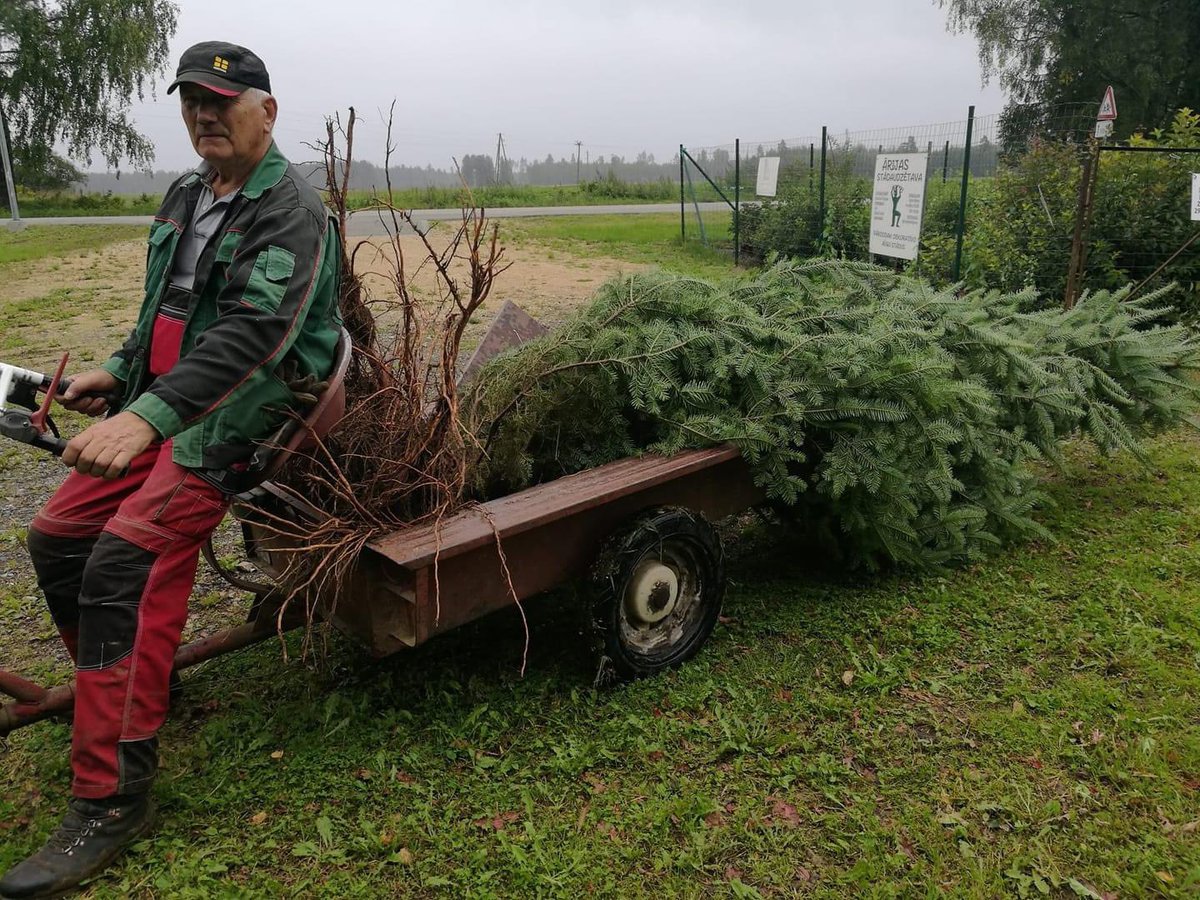 Ideāls laiks stādīšanai. Piedāvājam liela izmēra baltegles, Amūras korķkokus, Melno zīdkoku, valriekstus u.c. kokus.