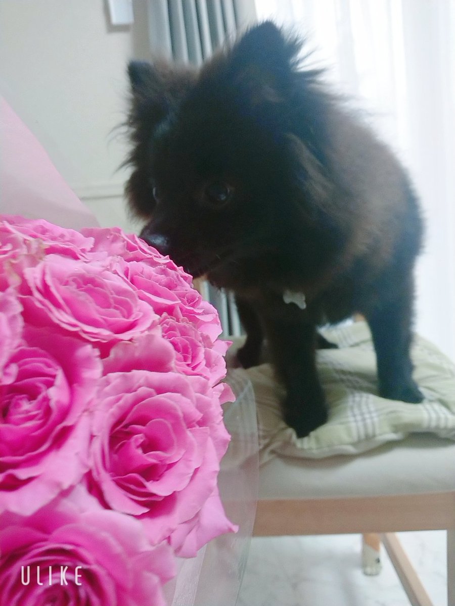 ret0honey's tweet photo. ポメラニアンを飼い始めました(*´∀`)♪もうすぐで7ヶ月、毎日可愛くて可愛くて仕方ないです！ https://t.co/SXHWwaa6ka
