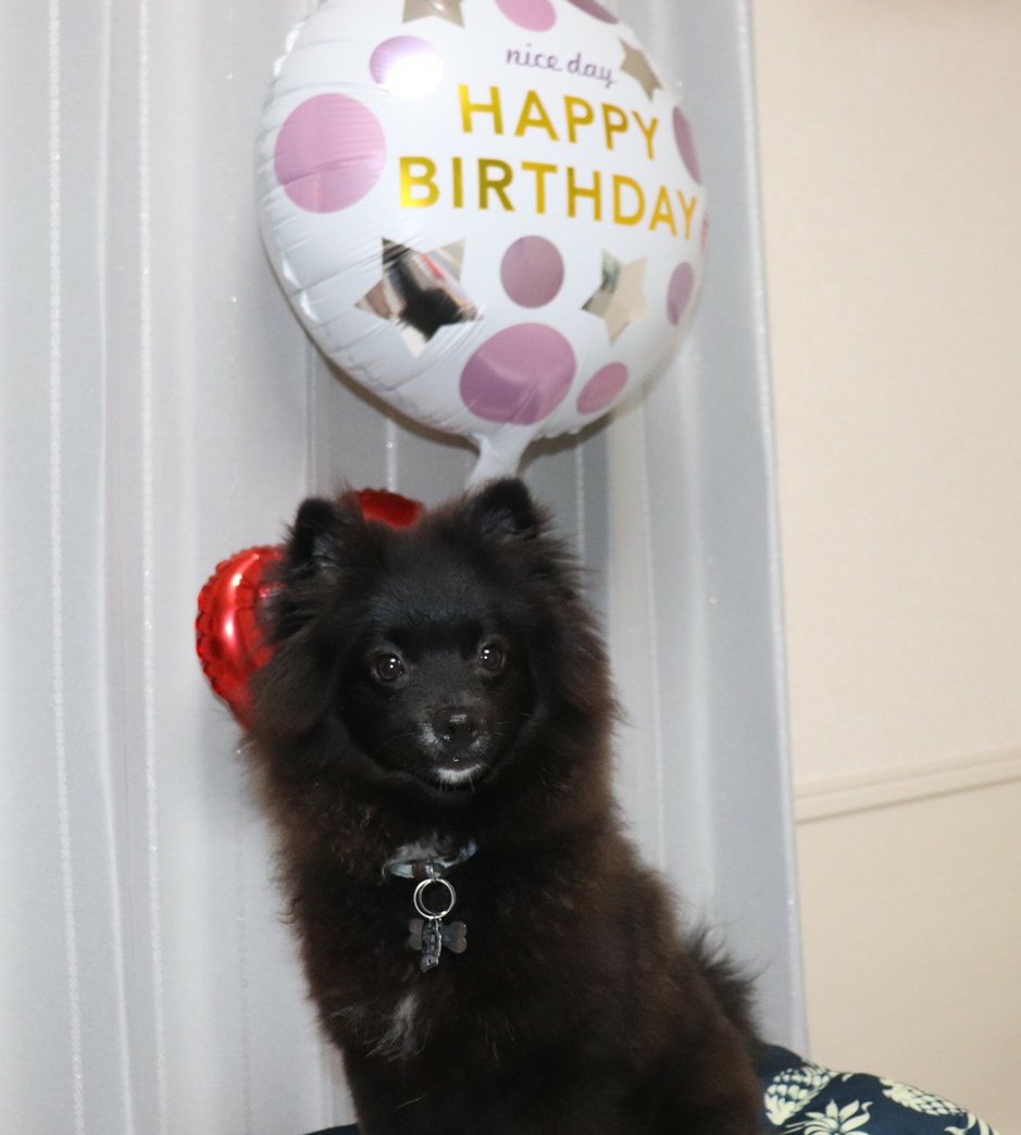 ret0honey's tweet photo. ポメラニアンを飼い始めました(*´∀`)♪もうすぐで7ヶ月、毎日可愛くて可愛くて仕方ないです！ https://t.co/SXHWwaa6ka