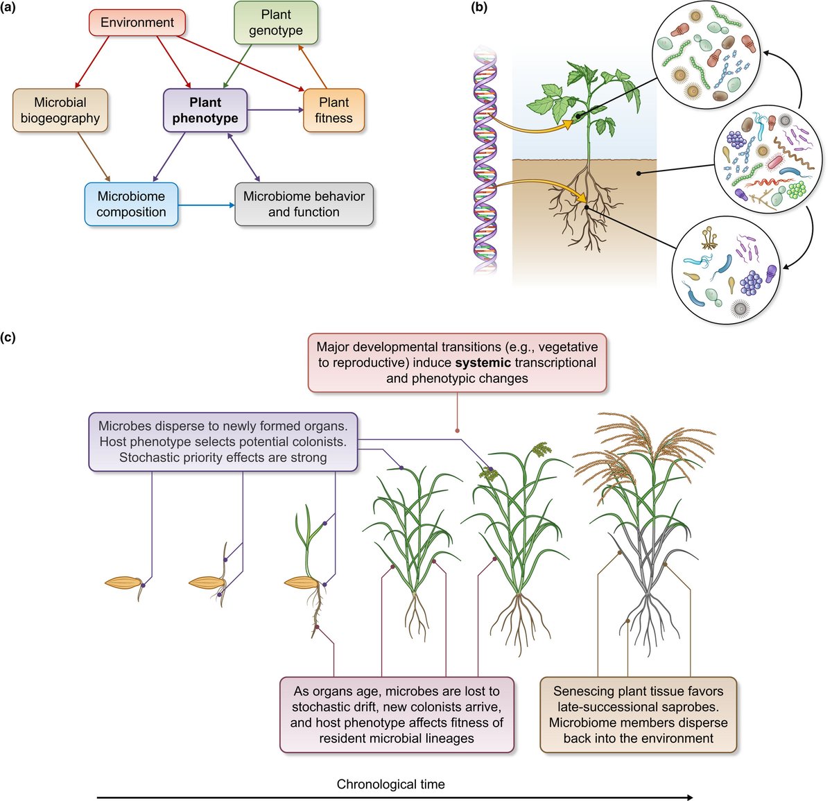 Prioritizing host phenotype to understand microbiome heritability in plants <a href="/maggieRwagner/">Maggie R Wagner</a> #TansleyInsight  nph.onlinelibrary.wiley.com/doi/10.1111/np…