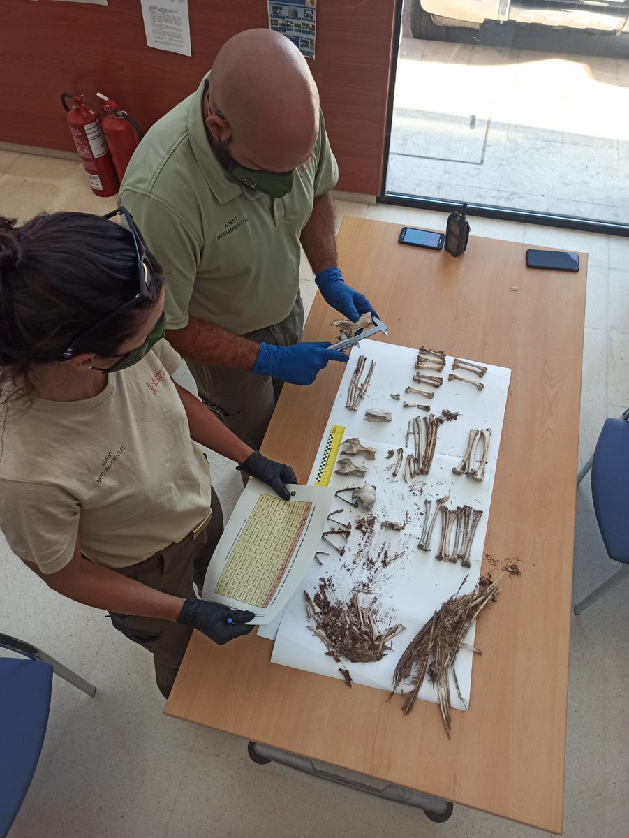 APAMCV's tweet photo. Compañeros de Castellón identifican los restos de 4 búhos reales (bubo bubo) presuntamente electrocutados bajo la misma torre de alta tensión.  Se requerirá al titular de la línea su aislamiento, conforme la ley de responsabilidad ambiental.

@GVAagroambient @epmediterraneo https://t.co/36WiD4CX9j