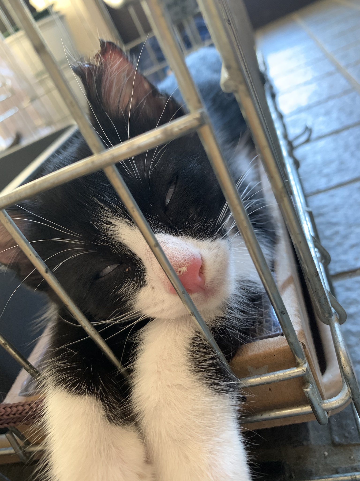 ひろねこ Kgrrtm64foifhhc Twitter