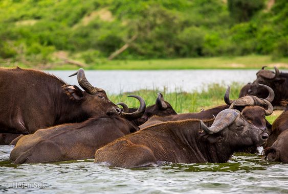 LoveUgSafaris's tweet photo. #Buffalofacts
Did you know the African buffalos, only mate and give birth during the rainy season?. Birth peaks take place early in the season, while mating later in the rainy season. Cape Buffaloes are found in Queen Elizabeth national park.
https://t.co/Fkfd3aTZQ5 https://t.co/tamwgkjGdx