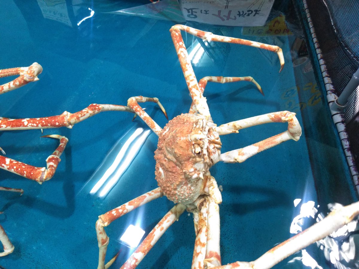 ট ইট র ひぺりかむ 竹島水族館 愛知県東部の蒲郡市にある小さな水族館 小型ながらアシカショーはある 謎のカピバラショーなるものもあるらしい 魚の説明やら 食べた感想やら 手書きの文章量が多くて和むw タカアシガニに触れるレアな場所w 水族館 ট ইট র ひぺりかむ 竹島水族館 愛知県東部の蒲郡市にある小さな水族館 小型ながらアシカショーはある 謎のカピバラショーなるものもあるらしい 魚の説明やら 食べた感想やら 手書きの文章量が多くて和むw タカアシガニに触れるレアな場所w 水族館
