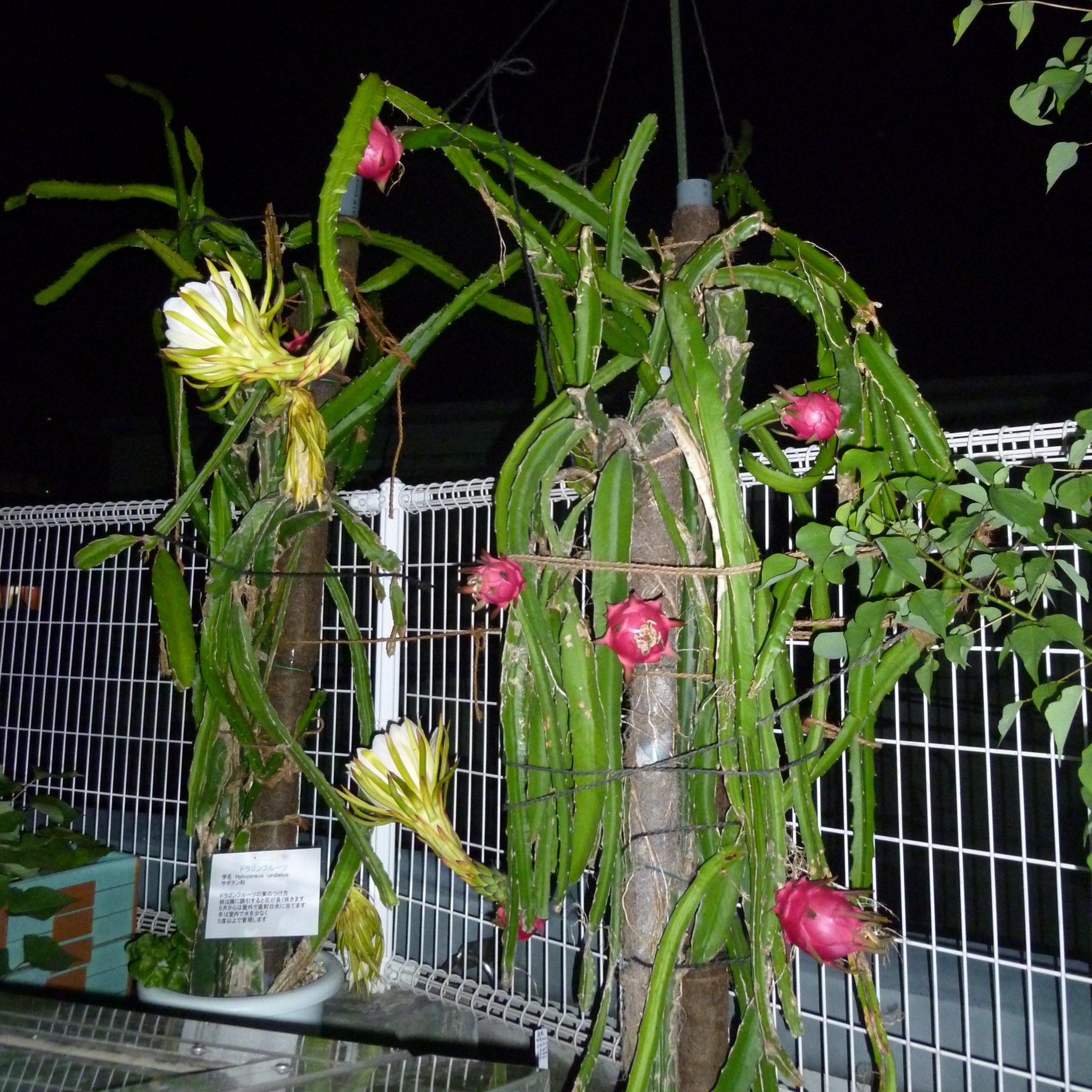 心の中の植物園 宮 Ar Twitter 見てくれよ これが本気ってやつさ ドラゴンフルーツはサボテン科の植物 日本で食べる果肉は薄味だけど 最後まで木でなって熟した果実はちゃんと甘くて美味しいよ 果実の中の種子は明日 1センチ四方に何粒あるか位でカウントしよう