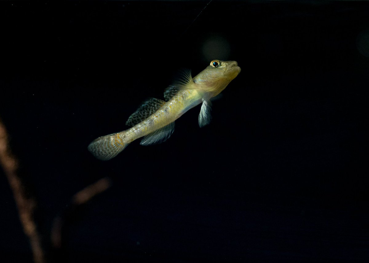 UnderwaterSecr2's tweet photo. Barcheek goby
(Rhinogobius giurinus)
#gobyfish #aquatic #beautiful #rhinogobiusgiurinus #๐๏ธ #fish #nature #animals #fauna https://t.co/jONFXqpKNG