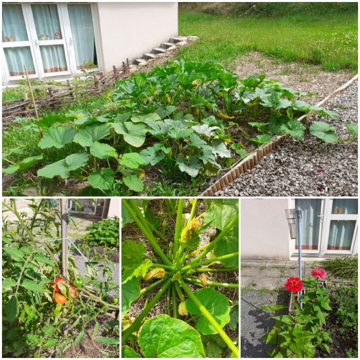 ecole_millay's tweet photo. #Geopratiquer #GeoDeclic dans notre école nous avons un jardin et un grand pommier. Ce lieu rassemble les élèves et les familles aussi. Nous donnons nos récoltes à nos aînés. Apprendre, coopérer et partager 👩🏻🌾🧑🏻🌾😁 https://t.co/J6FId0qTdl