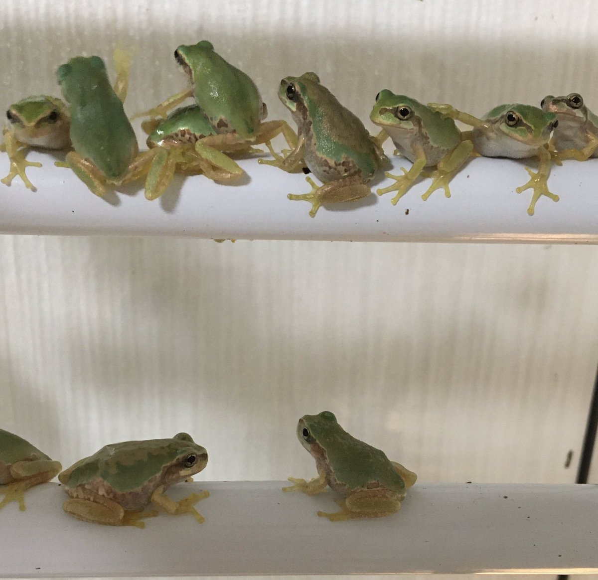 ট ইট র 窓ぎわのコス子さん うちに来て2週間あまり だいぶアマガエルらしいサイズになってきた それにしても目が見えてるカエルって餌への飛び付きが凄まじい 怖い ニホンアマガエル ニホンアマガエルアルビノハイポ Dryophytesjaponica