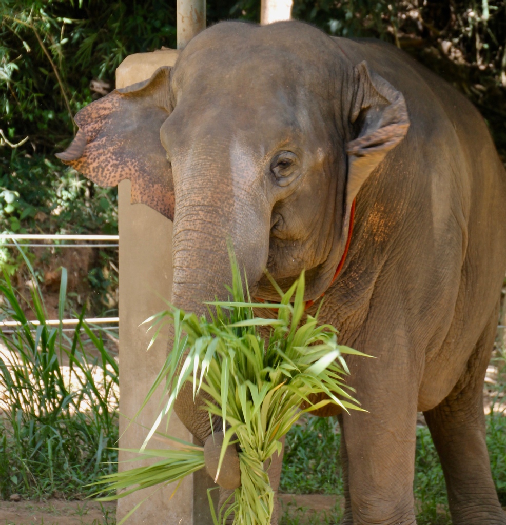 H-ELP - Human Elephant Learning Programs tweet media