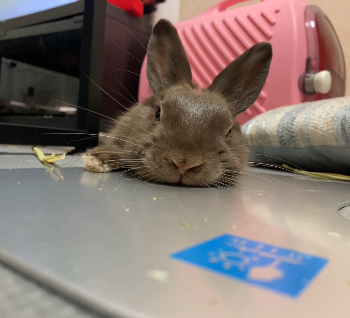 やる気ないうさぎ選手権 Twitter Search