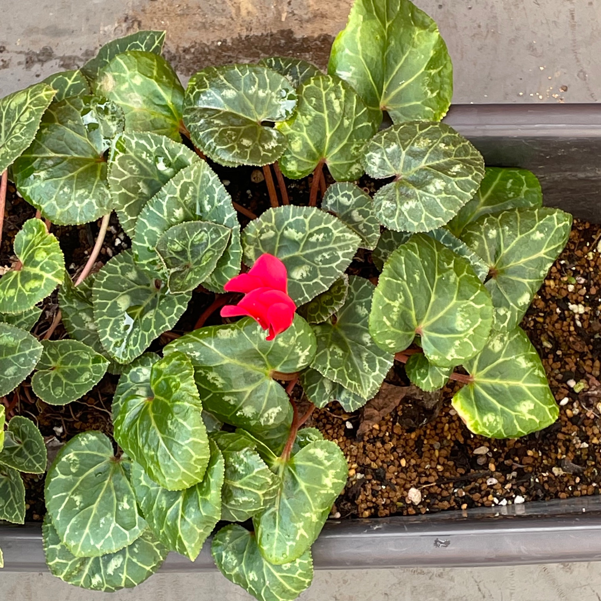 تويتر Soleil على تويتر ガーデンシクラメンの 夏越し にチャレンジするも やり方を間違えた模様 ベランダに来たからけんに ダメかも と話しました それが数日前 気がつくと花が１本だけ咲いていました まるで 生きてますから とアピールしているよう