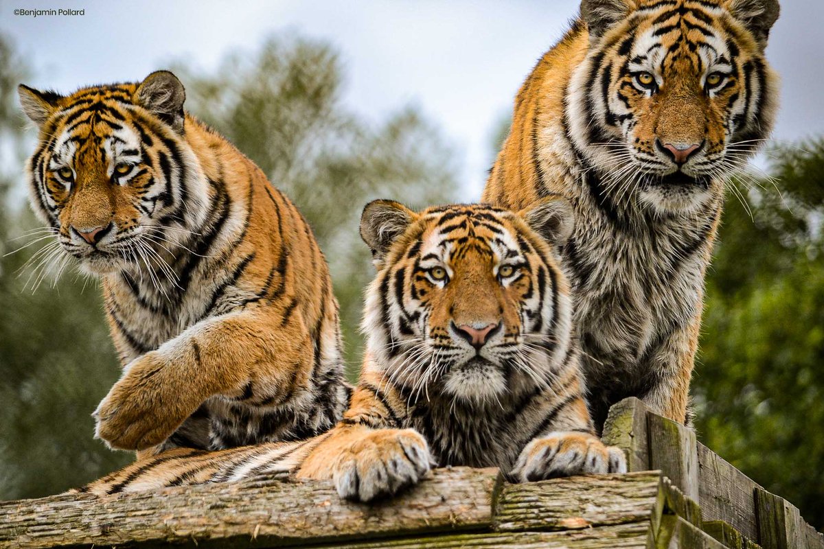 ColchesterZoo's tweet photo. It’s August Bank Holiday Weekend! We hope you have a fantastic long weekend with friends & family, and we look forward to welcoming many of you along! #BankHolidayWeekend #3DaysOff #Relax #ColchesterZoo https://t.co/kjj4fOR8D9