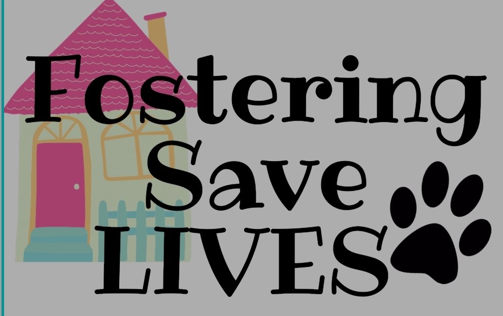 <a href="/NMBewitched/">NMHP</a> Humans ‼️‼️‼️‼️‼️
Simba 🐾💙🐾 has to be SAVED🙏🙏
You could be the one who wakes up every morning with Simba right beside you 😊
You could be the lucky one to share your life with him 🐾
Open your heart to this little fellow 🙏
Don't let him be KILLED ‼️
#Foster #Pledge 4 #ResQ