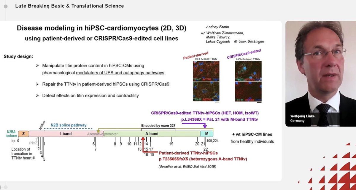 Dr Wolfgang Linke discusses key pathomechanisms of TTNtv-dilated #cardiomyopathy
❤️truncated #titin proteins stably expressed & disease relevant
❤️titin haploinsufficiency causes loss of #sarcomeres
❤️Gene correction/UPS inhibition reverses titin haploinsufficiency
#ESCCongress