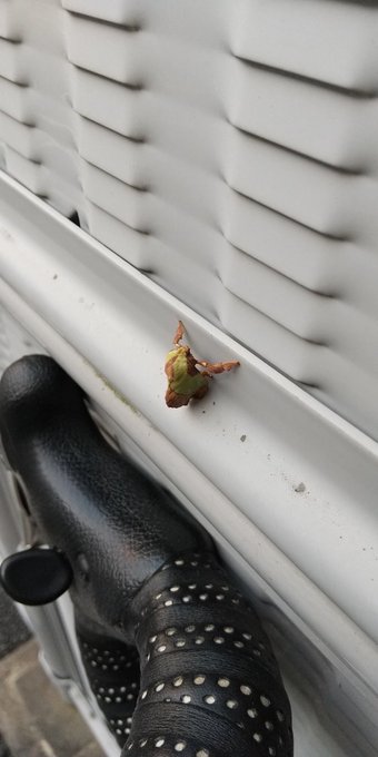 なんかカッコいい虫… 