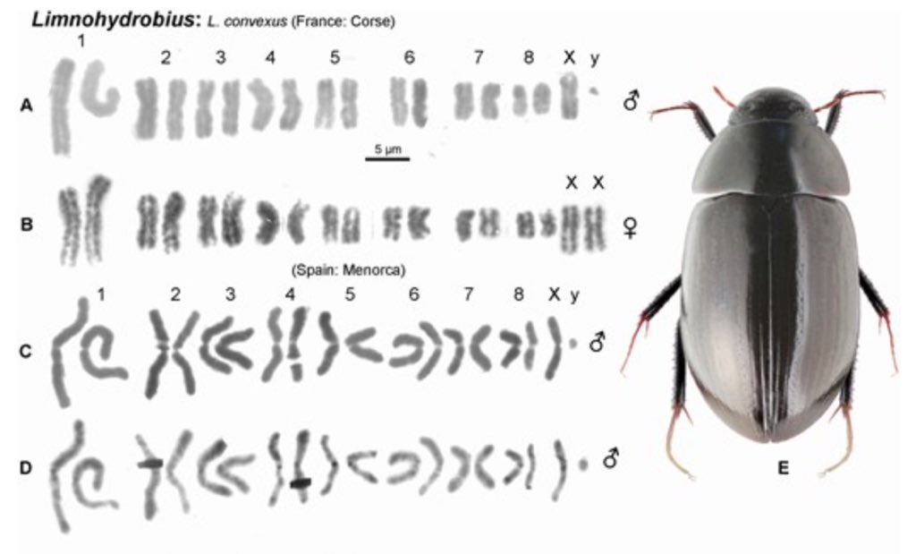 ZoolJLinnSoc's tweet image. If you’re interested in the #karyotypes of water scavenger beetles make sure you don’t miss the study below! 🪲
This exciting work summarises already available data while also adding new data for 64 species! 😯

Read it here: academic.oup.com/zoolinnean/art…